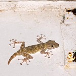 Turkish gecko. שממית בגזוזטרה, אורחת רצויה 